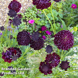 Scabious 'Ace of Spades' - Seeds
