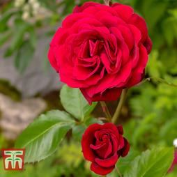 Rose 'Scented Doubles Red'