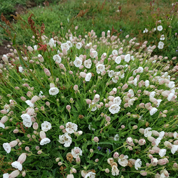 Silene uniflora 'Robin White Breast'