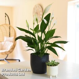 Peace Lily in large grey ceramic