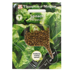 Spinach 'Perpetual' (Sow Clear)