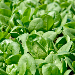Spinach 'Santa Cruz' F1 - Seeds