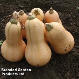 Squash Winter Butternut 'Hunter' F1 - Kew Vegetable Seed Collection