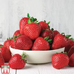 Strawberry 'Cambridge Favourite' (Mid Season)