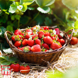 Strawberry 'Honeoye' (Early Season)