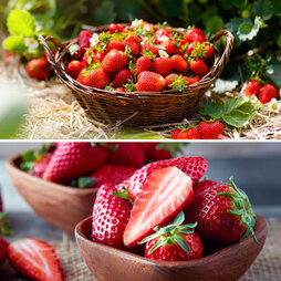 Fruit Strawberry Duo