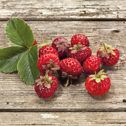 Strawberry 'Framberry'