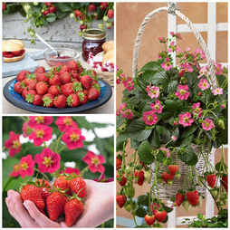 Strawberry Everbearing Collection