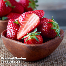 Grow Your Own Strawberry Bundle