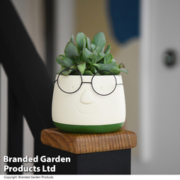 Succulents Mix In Pot With Face And Glasses