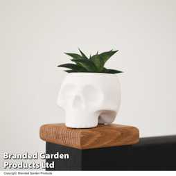 Halloween Succulent in Skull Pot