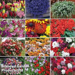 Summer Garden Plant Collection