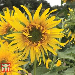 Sunflower 'Astra Gold'