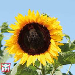 Sunflower 'High Hopes' - Seeds