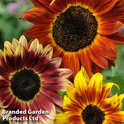 Sunflower 'Bicolour Mixed' - Easy Grow Range