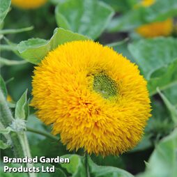 Sunflower 'Teddy Bear'- Easy Grow Range