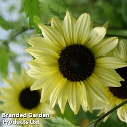 Sunflower 'Valentine' - Seeds