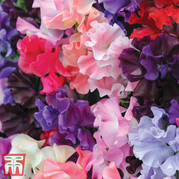 Sweet Pea 'T&M Prize Strain Mixed'