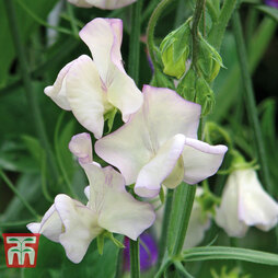 Sweet Pea 'High Scent' - Seeds