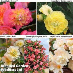 Begonia Sweet Spice Collection