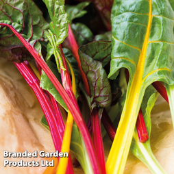 Swiss Chard 'Bright Lights' F1 - Kew Vegetable Seed Collection