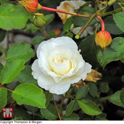 Rose 'Easy Elegance Snowdrift' (Shrub Rose)