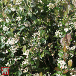 Aronia x prunifolia 'Viking'
