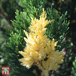 Juniperus chinensis 'Expansa Variegata'
