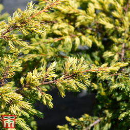Juniperus chinensis 'Goldschatz'