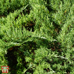 Juniperus sabina 'Tamariscifolia'
