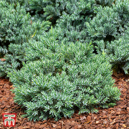Juniperus squamata 'Little Joanna'