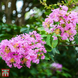 Lagerstroemia indica 'Rhapsody In Pink'