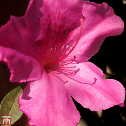 Rhododendron 'Blaauws Pink'