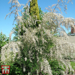 Tamarix ramosissima 'Hulsdonk White'