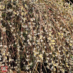Pussy Willow (Hedging)