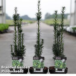 Taxus baccata 'Black Tower'