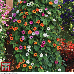Thunbergia 'Sunny Susy Collection'