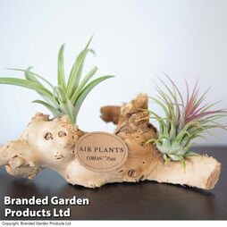 Airplants (Tillandsia) on Mini Wooden Log