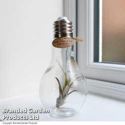 Airplant (Tillandsia) in a light bulb (Medium)