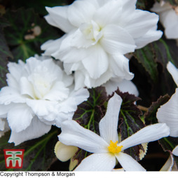 Begonia 'Non-Stop Joy Mocca White'