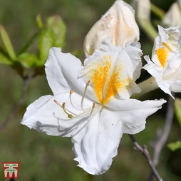 Rhododendron 'Persil' (Azalea Group)