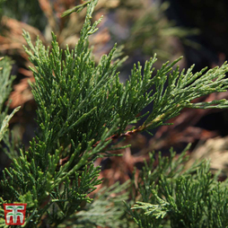 Juniperus sabina 'Blue Sparkle'