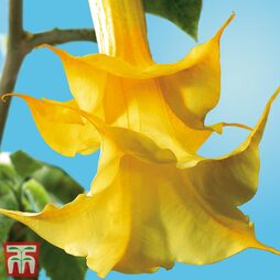Brugmansia suaveolens 'Double Fragrant Yellow'