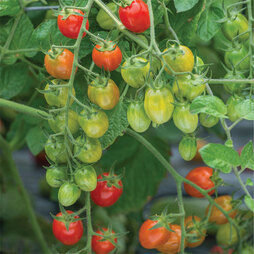 Tomato 'Celano' F1 hybrid - Seeds
