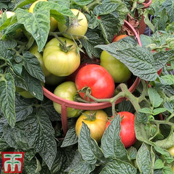 Tomato 'Divinity' F1 hybrid - Seeds