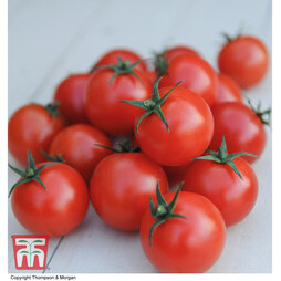 Tomato 'Gardener's Delight' (Grafted)
