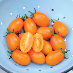 Tomato 'Orange Beauty' F1 Hybrid - Seeds