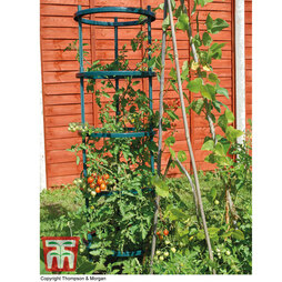 Tomato Growing Support