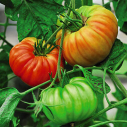 Tomato 'Gigantomo'® F1 Hybrid - Seeds