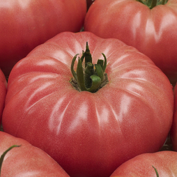Tomato 'Buffalopink' (Grafted)